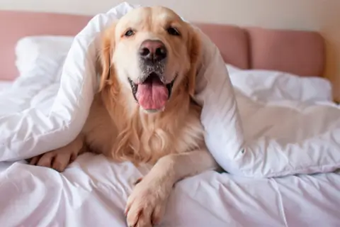 10 найрозумніших порід собак