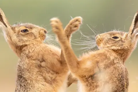 13 красивых снимков дикой природы с конкурса British Wildlife Photography Awards 2026