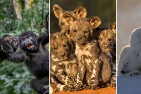 18 красивих фотографій диких тварин з фотопремії Remembering Wildlife 2025