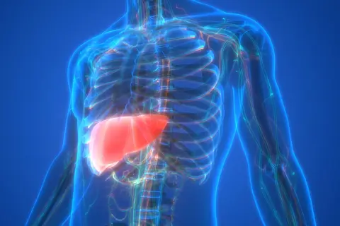 AST і ALT: ваші печінкові «сторожові»