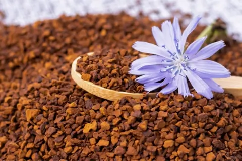 Що таке цикорій і чи можна ним замінити каву?