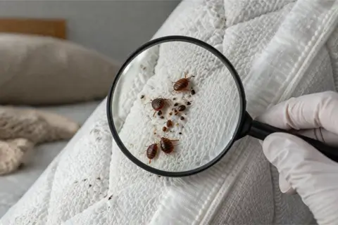 Як зрозуміти, що у квартирі завелися клопи: перші ознаки та що робити