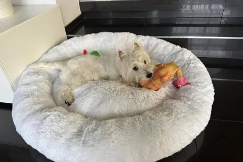 як правильно вибрати розмір лежанки для мопса картинка