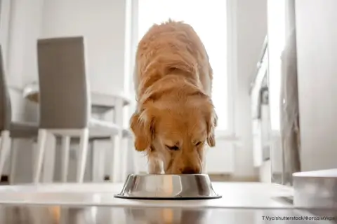 Корм для собаки з проблемами суглобів: що обрати