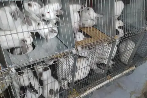 М'ясо кролика купити: як обрати якісний продукт і приготувати смачні страви