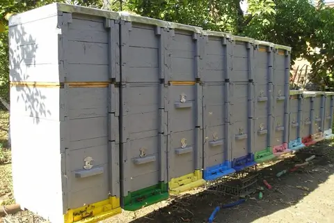 Рогатий вулик — пережиток чи ідеальне рішення для певних регіонів