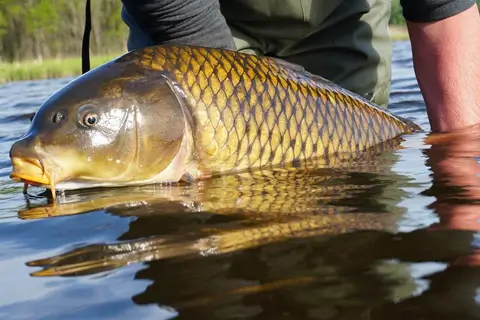 осіння рибалка на коропа: найкращі снасті, прикормка та поради для улову картинка