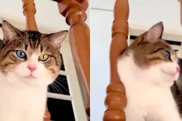 Сан-Сан: «кот с самыми красивыми глазами» стал новой звездой соцсетей