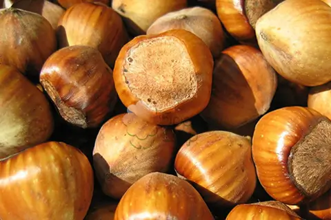 В чем ценность фундука для здоровья