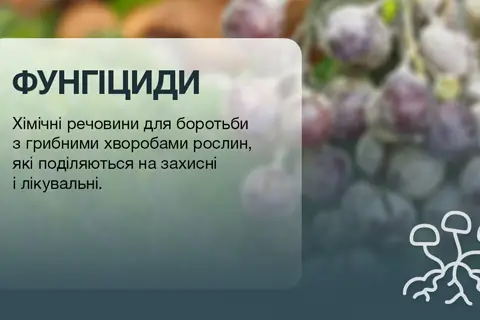 Как фунгициды влияют на почвенную микробиоту и как уменьшить риски для почвы картинка