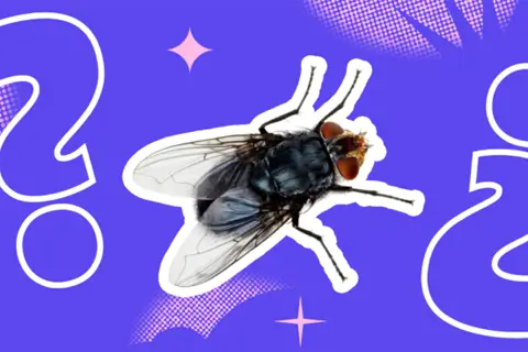 Чи знаєте ви, куди зникають на зиму мухи та комарі?