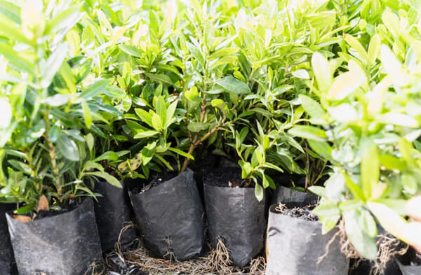 рослини з професійних розсадників