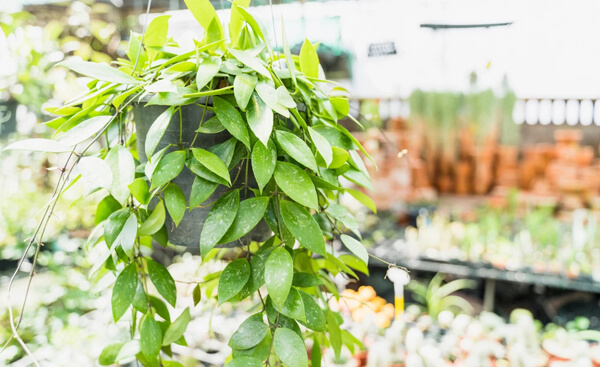 рослини з професійних розсадників