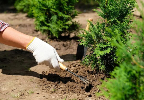 рослини з професійних розсадників