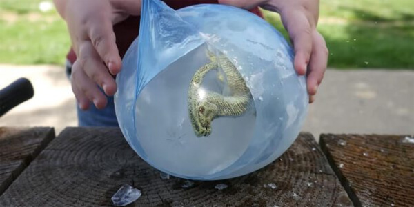 Зробіть заморожене яйце динозавра