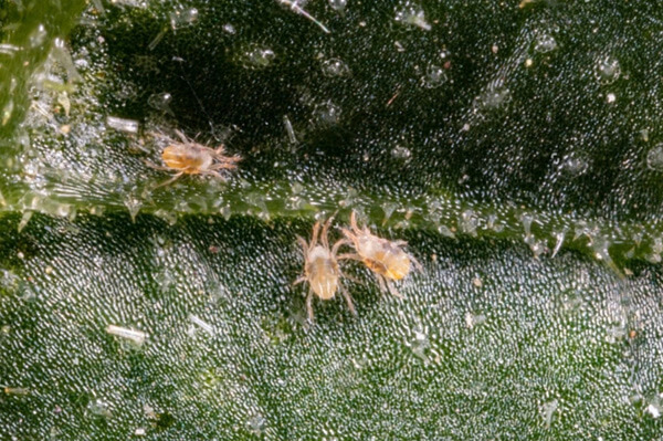 препараты от клещей на винограде