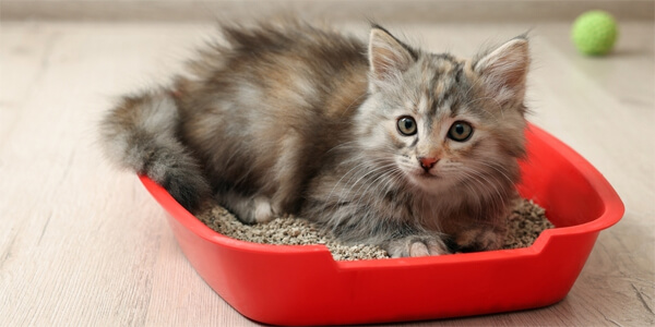 Як привчити кошеня до лотка: знайдіть відповідний лоток