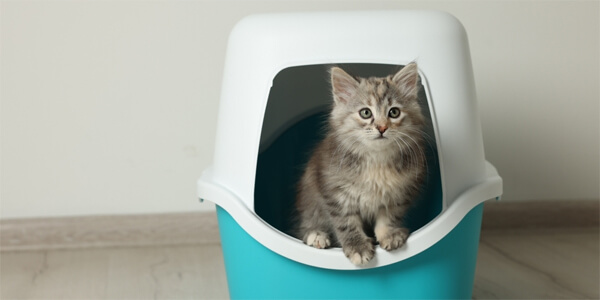 Як привчити кошеня до лотка в квартирі: знайдіть відповідний лоток