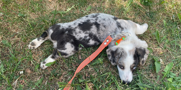 Цуценя вельш-коргі кардиган