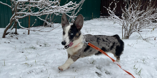 Цуценя вельш-коргі кардиган