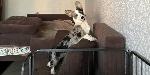 Цуценя вельш-коргі кардиган