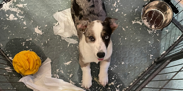 Цуценя вельш-коргі кардиган