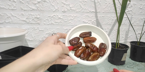 Как вырастить финик из косточки в домашних условиях: подготовьте плоды