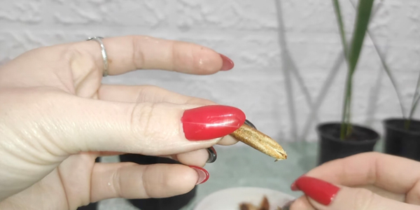 Освободите косточки от мякоти