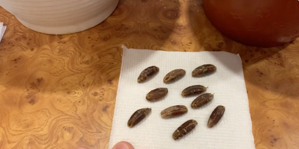 Дайте семенам обсохнуть