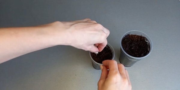 Как вырастить финиковую пальму из косточки в домашних условиях: посадите финики