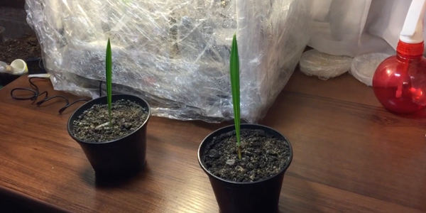 Дождитесь всходов