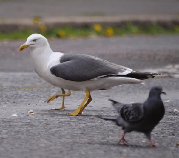 Просто четвероногая чайка