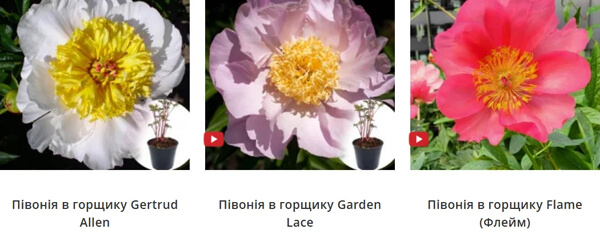 пион саженцы