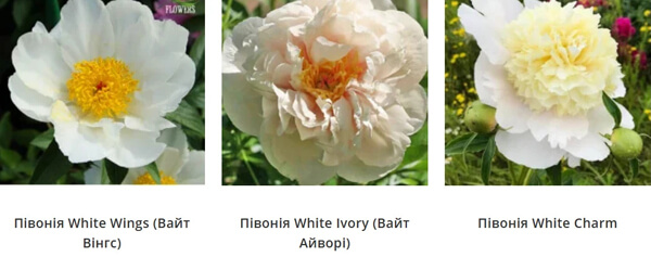 пион саженцы