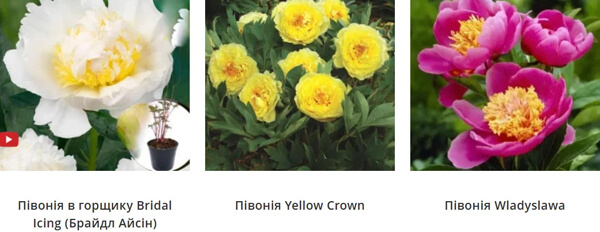 пион саженцы