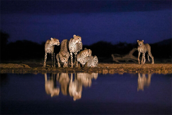 фото конкурса Remembering Wildlife