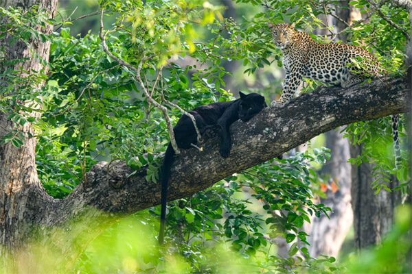 фото конкурса Remembering Wildlife