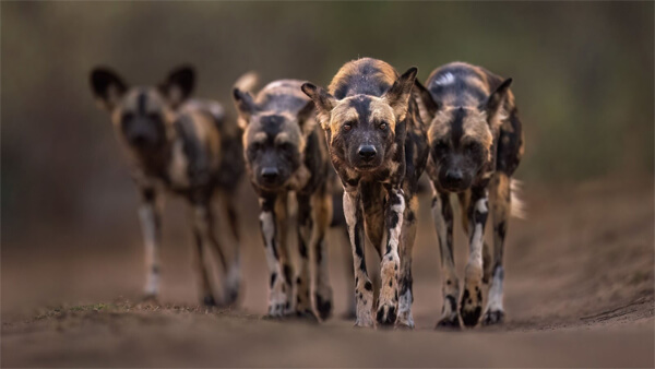 фото конкурса Remembering Wildlife