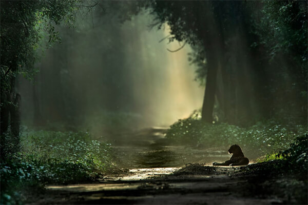 фото конкурса Remembering Wildlife