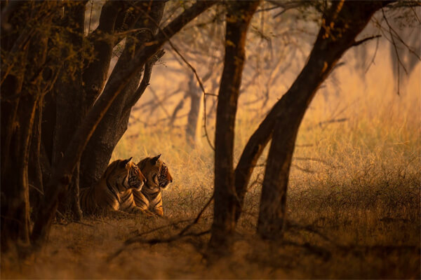 фото конкурса Remembering Wildlife