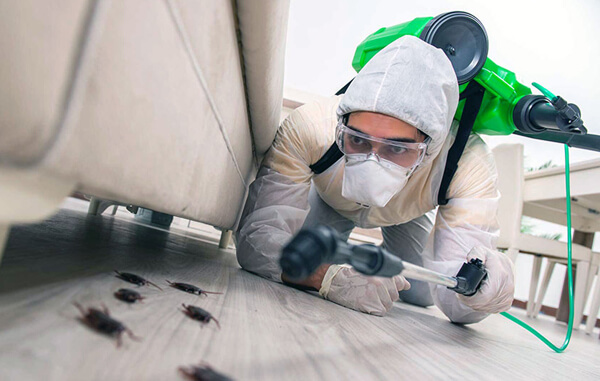 Як позбутися постільних клопів