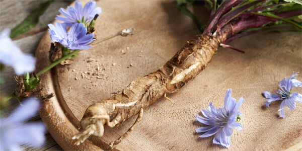 Корень цикория для приготовления напитка