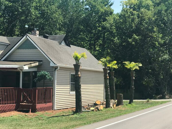 Смішні фото: Коли хочеш пальми біля будинку