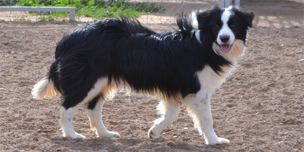 Найрозумніші породи собак: бордер-колі