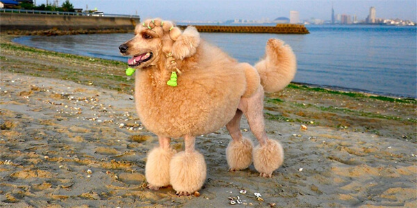 Найрозумніші породи собак: стандартний пудель