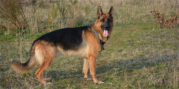 Найрозумніші породи собак: німецька вівчарка