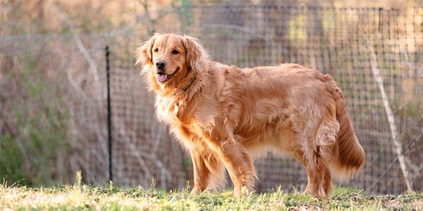 Найрозумніші породи собак: золотистий ретривер