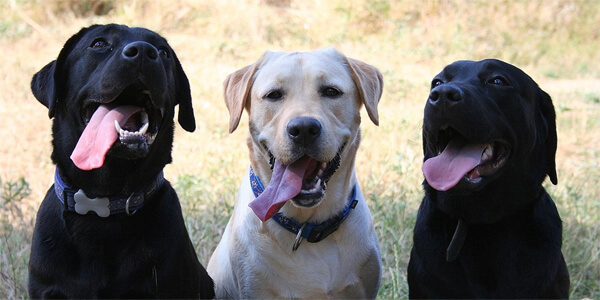 Лабрадор-ретривер