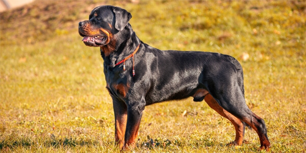 Найрозумніші собаки: ротвейлер